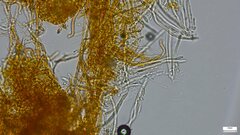 Hypomyces subiculosus