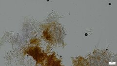 Hypomyces subiculosus