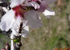 Nomada