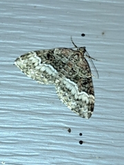 Euphyia intermediata