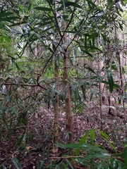 Podocarpus elatus