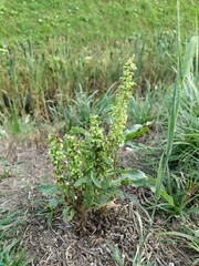 Rumex