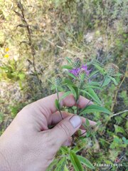 Centaurea phrygia pseudophrygia