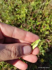 Phaneroptera falcata