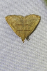 Macrochilo litophora