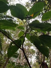 Dendrocnide photiniiphylla