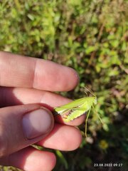 Phaneroptera falcata