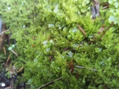 Lepidoziaceae