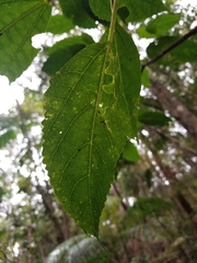 Dendrocnide photiniiphylla