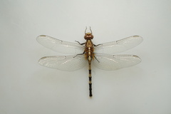 Orthetrum brachiale