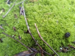 Lepidoziaceae