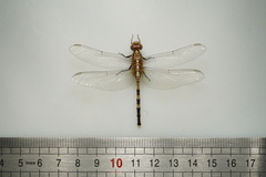 Orthetrum brachiale