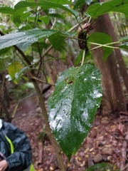 Dendrocnide photiniiphylla