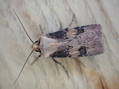 Agrotis puta