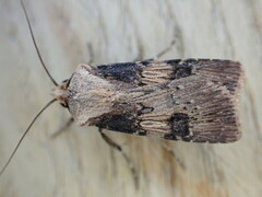 Agrotis puta