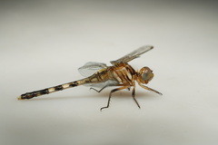 Orthetrum brachiale
