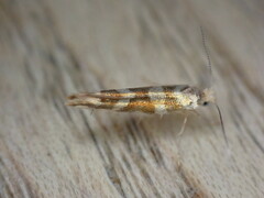 Argyresthia goedartella
