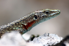 Algyroides nigropunctatus