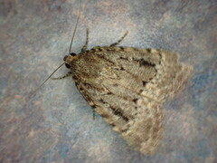 Amphipyra pyramidea
