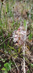 Lachenalia contaminata