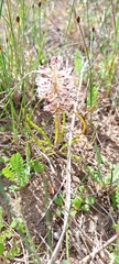 Lachenalia contaminata