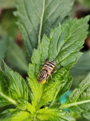 Eristalinus