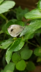 Leptosia nina