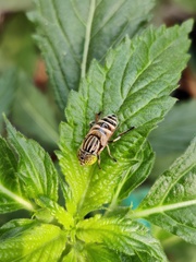 Eristalinus