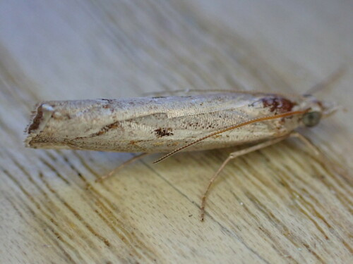 Elbow-striped Grass-veneer photo 5
