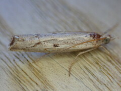 Agriphila geniculea