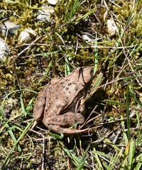 Rana