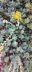 Sedum pachyphyllum