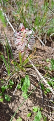Lachenalia contaminata
