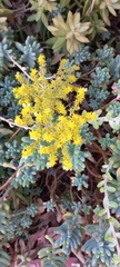 Sedum pachyphyllum