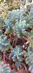 Sedum pachyphyllum