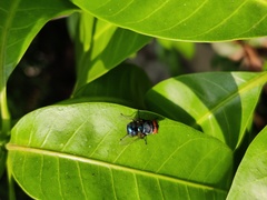 Chrysomya megacephala