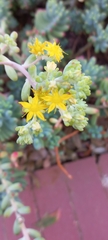 Sedum pachyphyllum