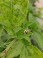 Cheilomenes sexmaculata