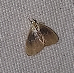 Pyraloidea