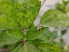 Cheilomenes sexmaculata