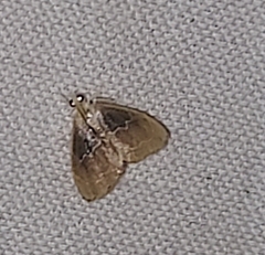 Pyraloidea