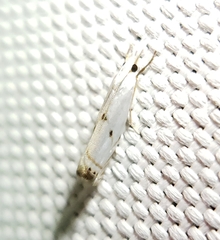 Microcrambus biguttellus