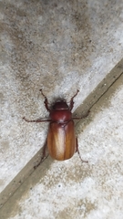 Scarabaeidae