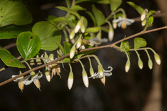 Styrax matsumuraei