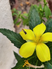 Ischiodon scutellaris