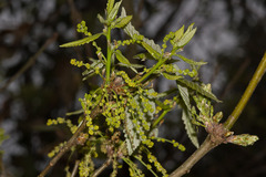 Quercus aliena