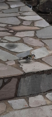 Fringilla coelebs maderensis