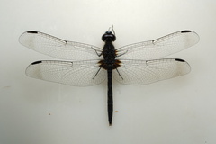 Diplacodes lefebvrii