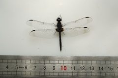 Diplacodes lefebvrii