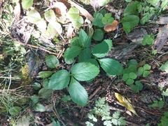 Potentilla fragarioides